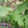 Acer japonicum vitifolium - Full Moon Maple - Image 2