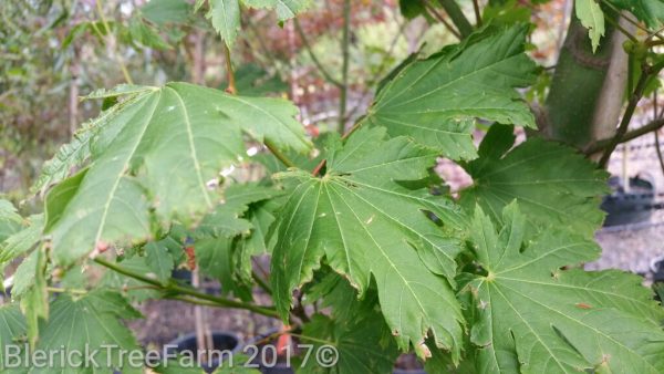 Acer japonicum vitifolium - Full Moon Maple - Image 2