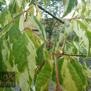 Acer negundo variegatum - Variegated Box Elder Maple