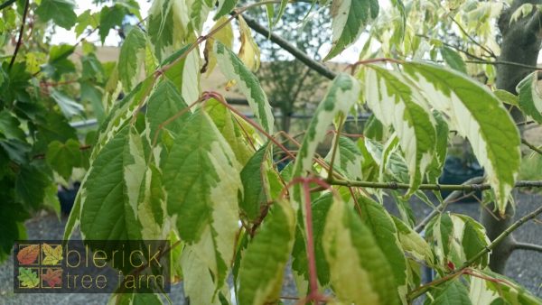 Acer negundo variegatum - Variegated Box Elder Maple