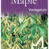 Acer negundo variegatum - Variegated Box Elder Maple - Image 2