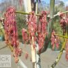 Acer negundo violaceum - Image 2