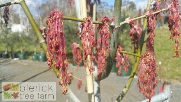 Acer negundo violaceum - Image 2