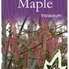 Acer negundo violaceum - Image 3