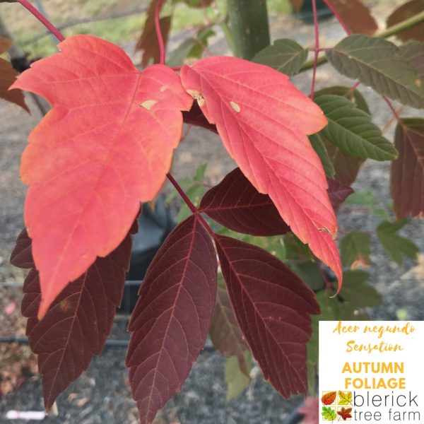 Acer negundo - Sensation Maple