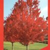Acer rubrum - October Glory - Image 4