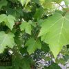 Acer rubrum - October Glory - Image 2
