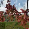 Acer rubrum - October Glory - Image 3
