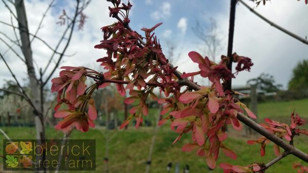Acer rubrum - October Glory - Image 3