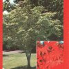 Acer palmatum - Osakazuki - Image 2