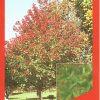 Acer truncatum x Acer platanoides 'Warrenred' Pacific Sunset - Image 4