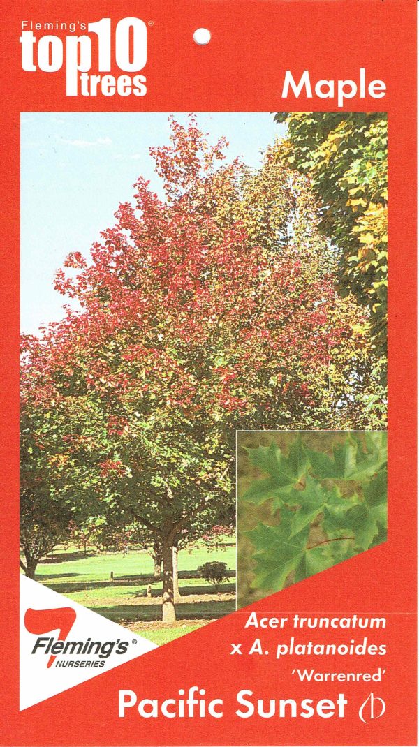 Acer truncatum x Acer platanoides 'Warrenred' Pacific Sunset - Image 4