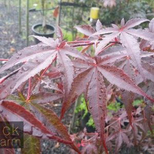 Acer palmatum atropurpureum - Red/Purple Leaf Japanese Maple (upright)