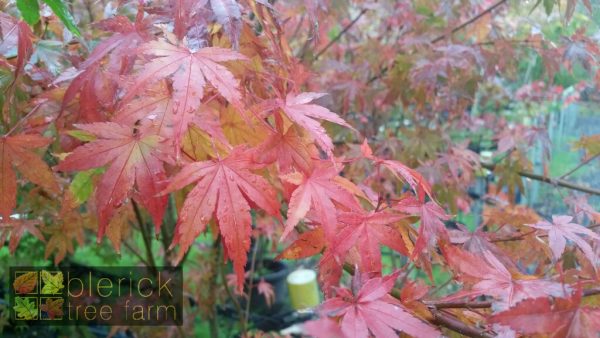 Acer palmatum - Japanese Maple - Image 5