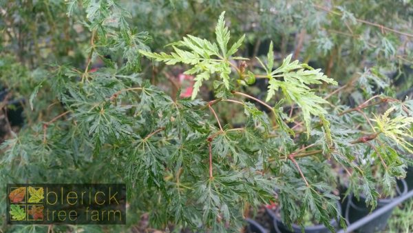 Acer palmatum dissectum - Seiryu - Image 2