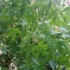 Acer palmatum - Japanese Maple - Image 3