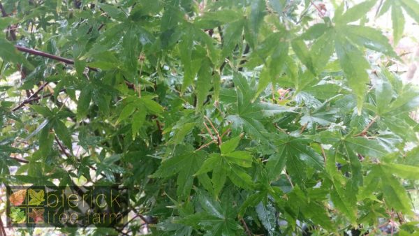 Acer palmatum - Japanese Maple - Image 3