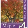 Acer palmatum - Japanese Maple - Image 2