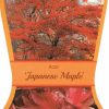 Acer palmatum - Japanese Maple - Image 4