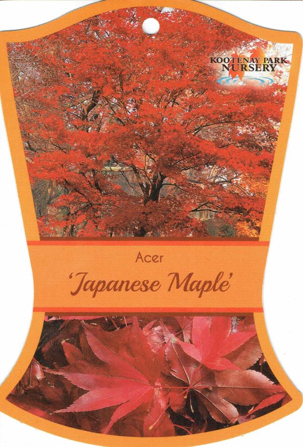 Acer palmatum - Japanese Maple - Image 4