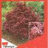 Acer palmatum - Shaina - Image 2