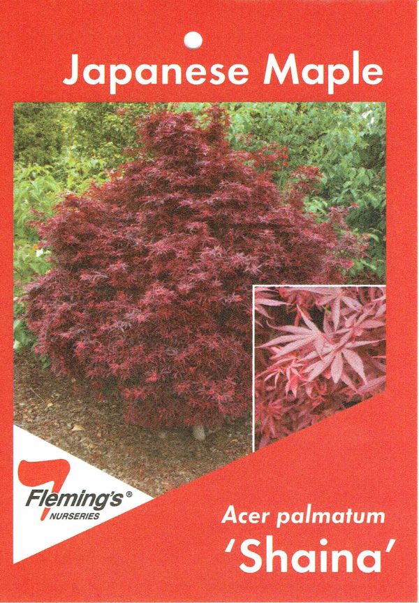 Acer palmatum - Shaina - Image 2