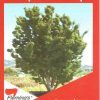 Acer palmatum - Shishigashira / Lionshead Maple - Image 2