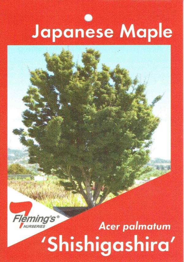 Acer palmatum - Shishigashira / Lionshead Maple - Image 2