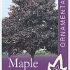 Acer platanoides - Crimson King - Image 2