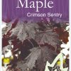 Acer platanoides - Crimson Sentry - Image 2