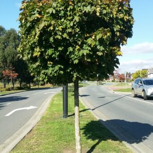 Acer platanoides 'Globosum' - Standard Norway Maple / Designer Maple