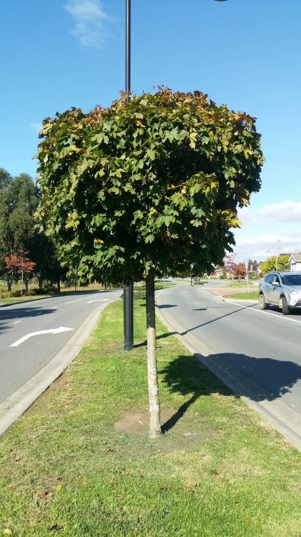 Acer platanoides 'Globosum' - Standard Norway Maple / Designer Maple