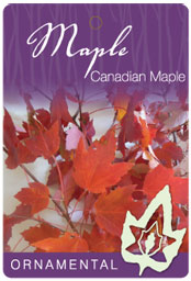 Red Canadian Maple leaf