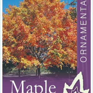 Acer saccharum - Sugar Maple