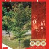 Acer palmatum dissectum - Seiryu - Image 3