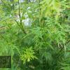 Acer palmatum dissectum - Seiryu - Image 5