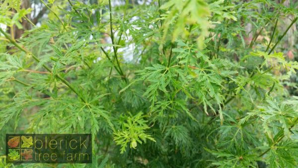 Acer palmatum dissectum - Seiryu - Image 5