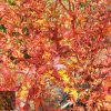 Acer palmatum Sango Kaku / Senkaki - Image 4