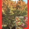 Acer palmatum Sango Kaku / Senkaki - Image 3