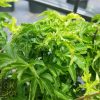 Acer palmatum - Shishigashira / Lionshead Maple