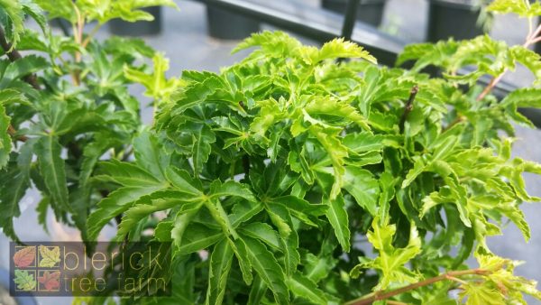 Acer palmatum - Shishigashira / Lionshead Maple