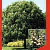 Aesculus hippocastaneum - Horse Chestnut - Image 3