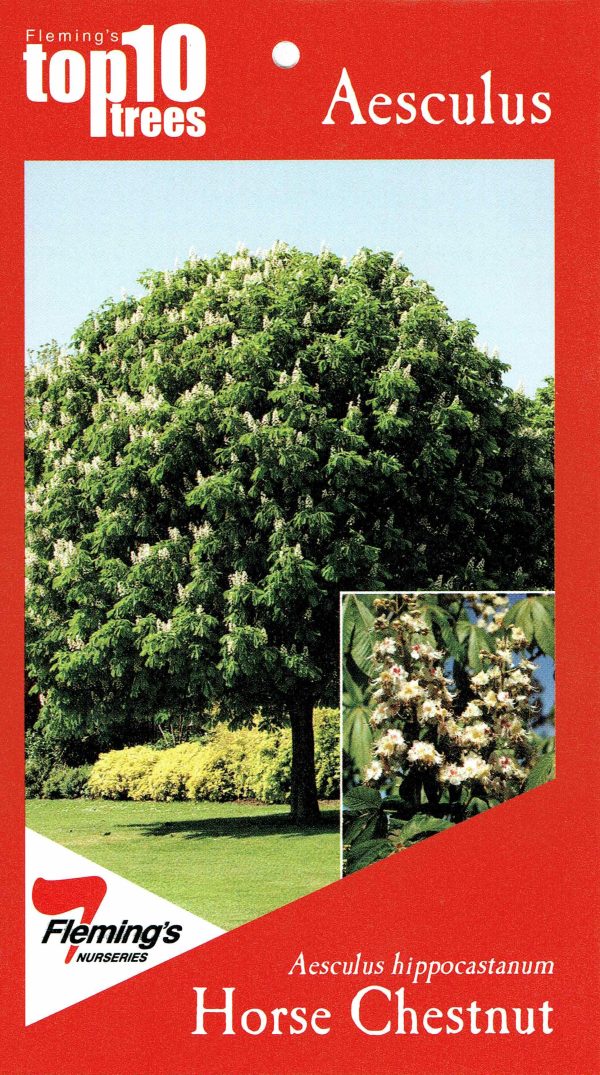 Aesculus hippocastaneum - Horse Chestnut - Image 3