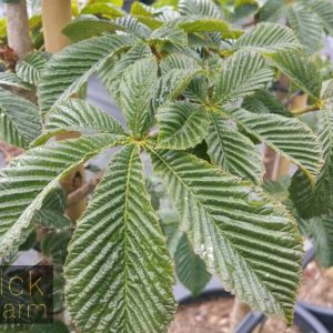Aesculus hippocastaneum - Horse Chestnut