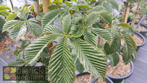 Aesculus hippocastaneum - Horse Chestnut