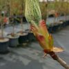 Aesculus hippocastaneum - Horse Chestnut - Image 4