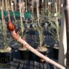 Aesculus hippocastaneum - Horse Chestnut - Image 5