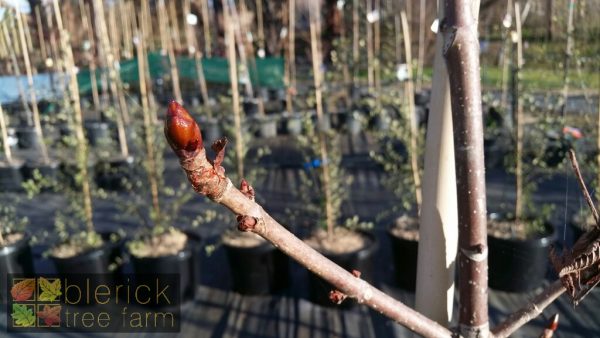 Aesculus hippocastaneum - Horse Chestnut - Image 5