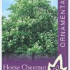 Aesculus hippocastaneum - Horse Chestnut - Image 2