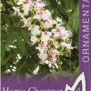 Aesculus indica - Indian Horse Chestnut - Image 2